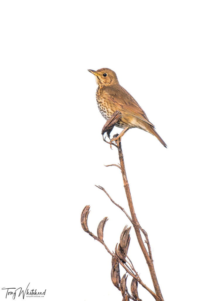 Song thrush singing from a flax stalk