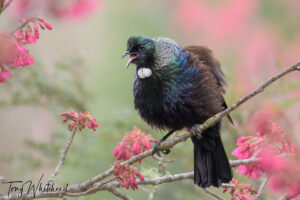 Spring Tuis