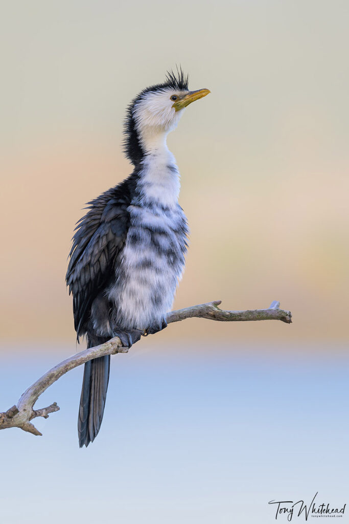 Photo of a Kawaupaka/Little shag