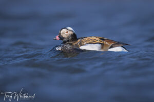 More Longyearbyen Wildlife – Part 2 – Bird Ponds