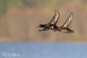 Rotorua is a Great Place to Practice Bird Photography