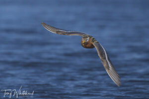 Red Phalarope/Grey Phalarope