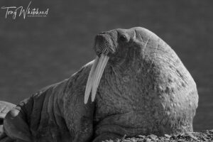 More Longyearbyen Wildlife – Part 1 – Seed Vault and Walrus