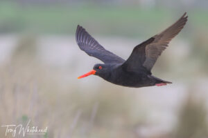 Bird in Flight Photography with Nikkor Z 180-600mm f5.6-6.3 VR with 1.4x Teleconverter