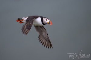 Looking Back on 2024 – Puffins At Last