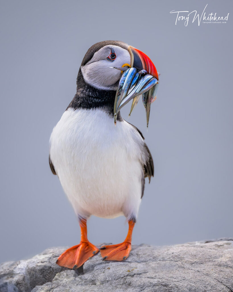 Photo of a Farne Island Atlantic Puffin with a faceful of sandeels