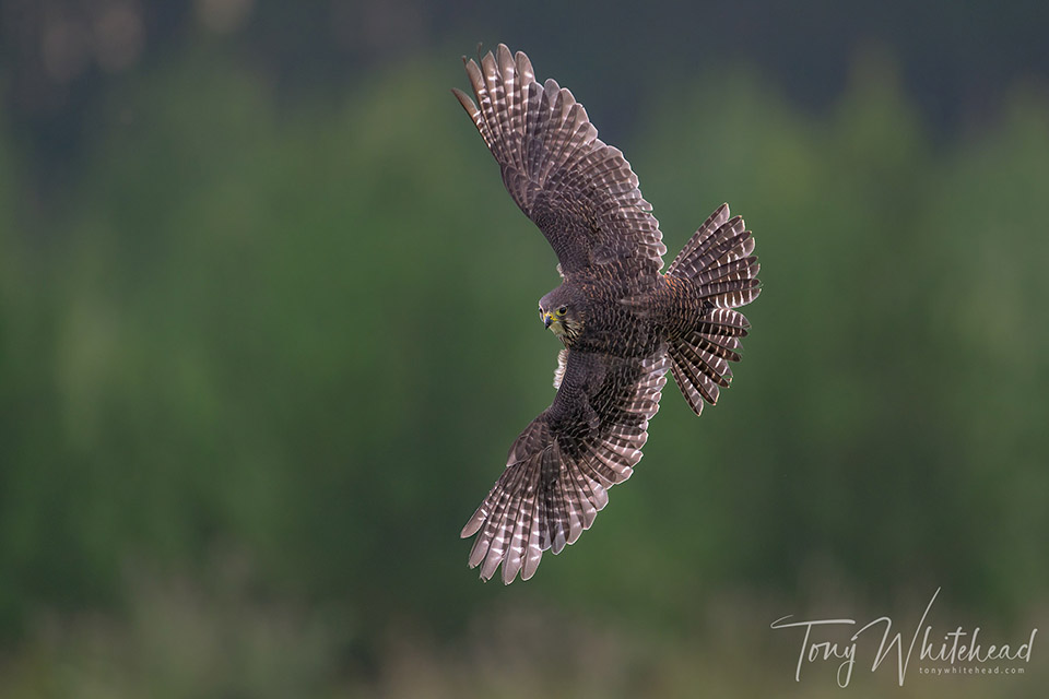 Wingspan National Bird of Prey Centre